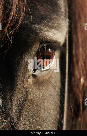 Cheval frison Banque D'Images
