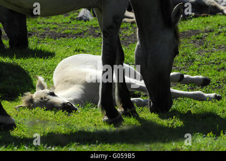 Dülmener Wildhorse Banque D'Images