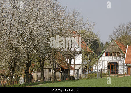 Maison à colombages avec cherry blossom en Avril Banque D'Images