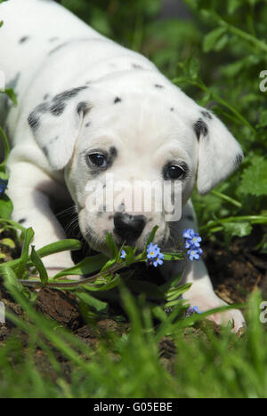 Chiot dalmatien, trois semaines, dans un jardin Banque D'Images