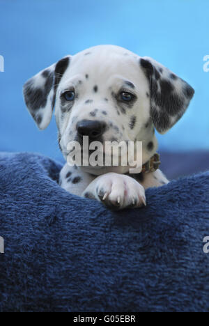 Chiot dalmatien, blue-eyed Banque D'Images