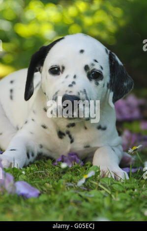 Chiot dalmatien, cinq semaines, dans un jardin Banque D'Images