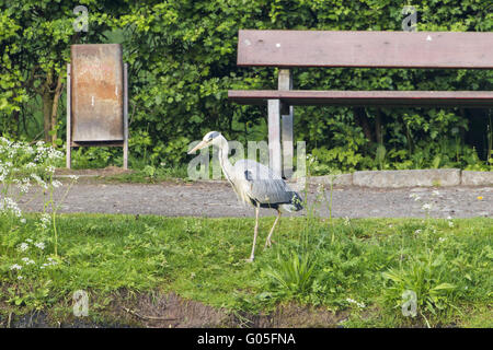 Héron cendré (Ardea cinerea) au bord de l'étang Banque D'Images