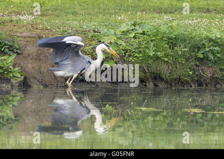 Héron cendré (Ardea cinerea) au bord de l'étang Banque D'Images