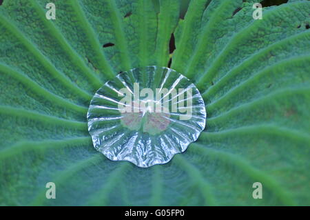 Goutte d'eau sur une feuille de lotus Banque D'Images