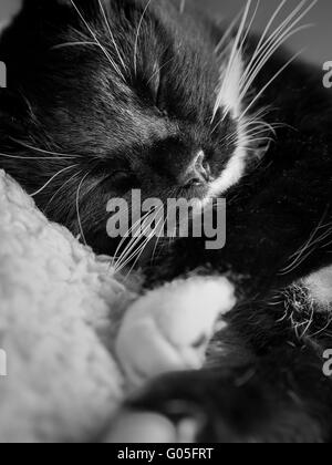 Chat noir et blanc dormant sur le furry blanket Banque D'Images