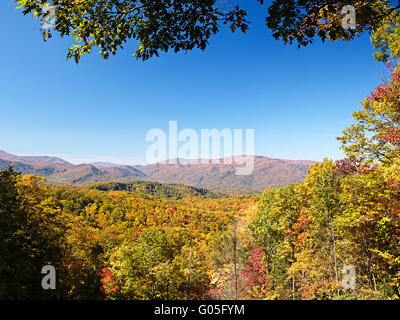 Couleurs d'automne Woods dans les Smoky Mountains National Park Banque D'Images