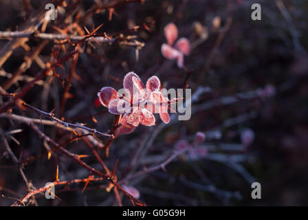 Les feuilles de vigne rouge congelé avec des aiguilles Banque D'Images