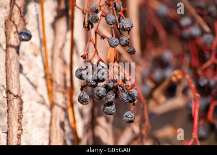 Peu de grappe de raisin flétri Banque D'Images