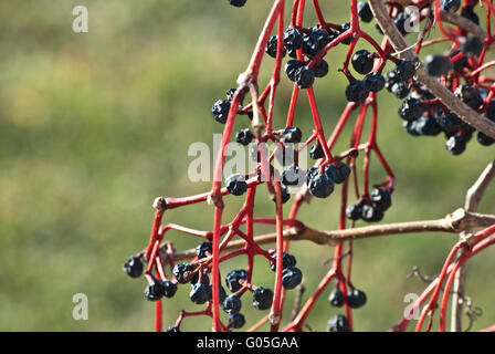 Grappe de raisin flétri Banque D'Images