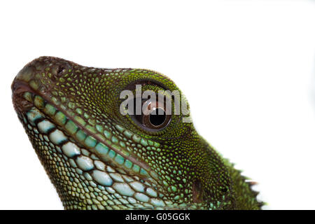 La tête et des yeux d'un adulte (agama Physignathus cocincinu) Banque D'Images