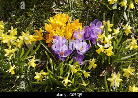 Crocus vernus, printemps, crocus fleur miniature Banque D'Images
