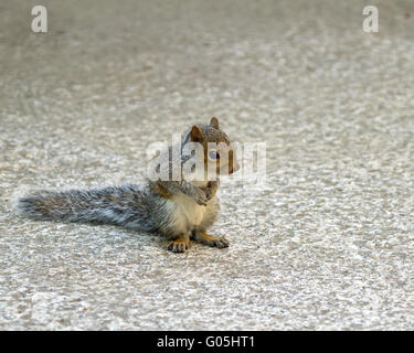 Mignon Bebe Ecureuil Gris Photo Stock Alamy