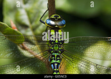 Hawker Aeshna cyanea - sud Banque D'Images