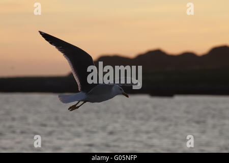 Mouette en la lumière de songe d'une nuit, la Norvège Banque D'Images