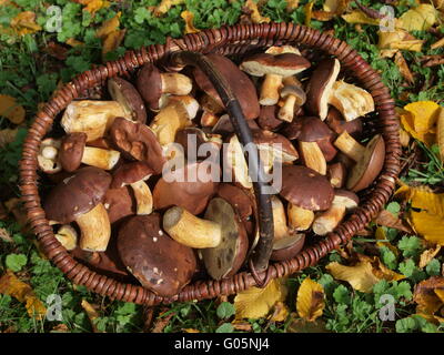 Panier avec des champignons bolets Bay et les feuilles d'automne Banque D'Images