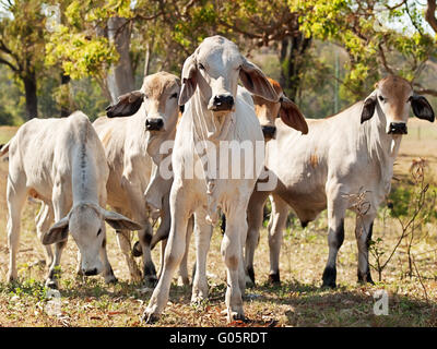 Les jeunes du troupeau de Brahman sur bovins australiens ranch Banque D'Images