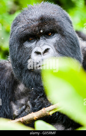 Le parc national des volcans, Rwanda Un mâle gorille de montagne (Gorilla silverback berengei berengei) couvée . Banque D'Images