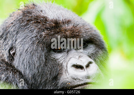 Le parc national des volcans, Rwanda. Silverback gorilla dans l'habitat. Banque D'Images