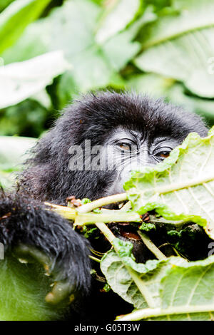 Le parc national des volcans, Rwanda, un Igitangaza trois ans et demi gorille de montagne (Gorilla berengei berengei) mange Banque D'Images