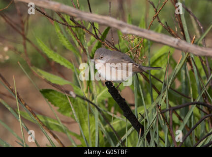 Paruline subalpin femelle race orientale albistriata Anarita Sylvia Chypre Banque D'Images