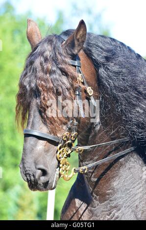 Beau cheval de trait puissant Banque D'Images