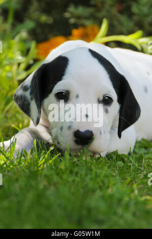 Chiot dalmatien, cinq semaines, portrait Banque D'Images