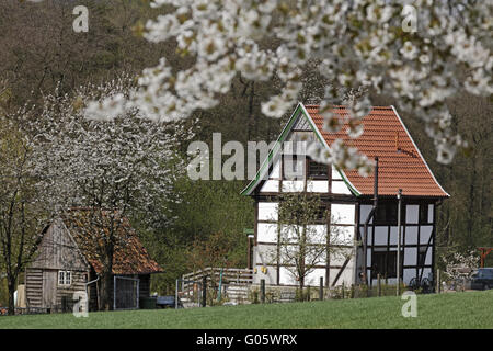 Maison à colombages avec cherry blossom en Avril Banque D'Images