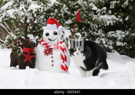 Cat, European Shorthair, à côté d'un bonhomme de neige Santa Banque D'Images