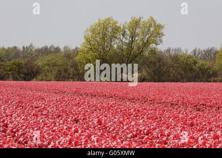 Champ de tulipes près de Noordwijkerhout, South Holland Banque D'Images