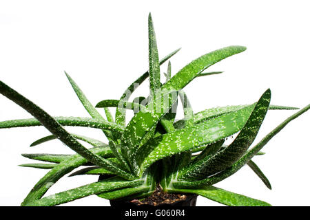 L'aloe vera isolated on white Banque D'Images