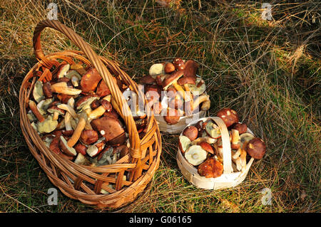 Bolet Boletus badius, Bay Banque D'Images