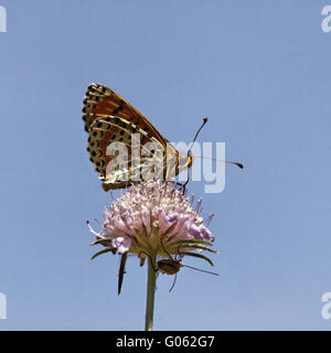 Melitaea didyma, Spotted fritillary sur Scabious Banque D'Images