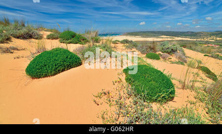 Végétation poussant sur des dunes de sable Banque D'Images