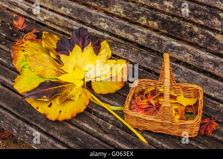 Panier avec des feuilles d'automne jaune et rouge sur le vieux banc en bois libre Banque D'Images