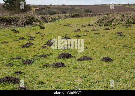 Sorcières dans une lande Cornish champ. Les taupes creusent leurs galeries, et le sol après ils jettent comme sorcières Banque D'Images