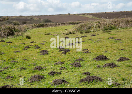 Sorcières dans une lande Cornish champ. Les taupes creusent leurs galeries, et le sol après ils jettent comme sorcières Banque D'Images