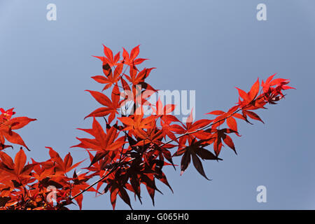 Acer palmatum, érable japonais, japonais lisse Banque D'Images