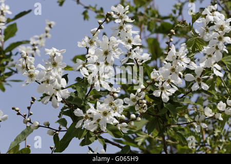 Exochorda tianschanica. Pearlbush ou Pearl bush Banque D'Images