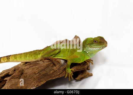 La tête et le visage d'un adulte (agama Physignathus cocincinu) Banque D'Images