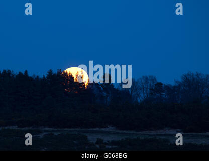 Super Moon Rising au crépuscule le 19 mars 2011 sur la forêt d'Ashdown, à Sussex Banque D'Images