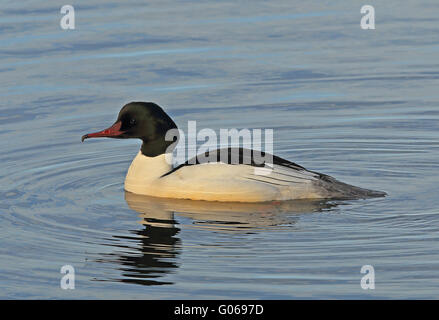 Merganser/Goosander nage masculine Banque D'Images