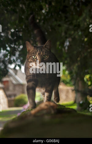 Chat sur une clôture dans le château de Combourg, France Banque D'Images