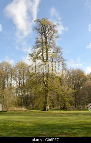 Bois de printemps, Savernake Forest, Wiltshire. Hêtre Fagus sylvatica Banque D'Images