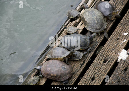 Tortues Banque D'Images