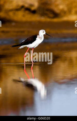 Black-Winged Stilt Banque D'Images