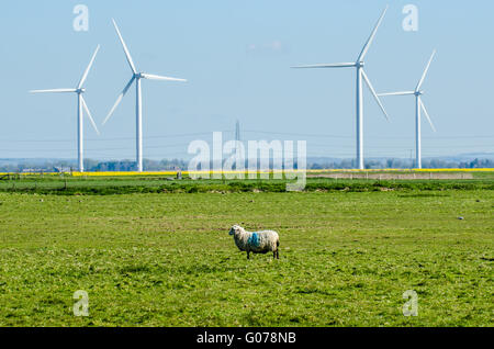 Carrossage. Les moutons et les agneaux de carrossage ont apprécié le matin ensoleillé sous le parc d'éoliennes. Énergie verte dans la campagne rurale. Éoliennes Banque D'Images