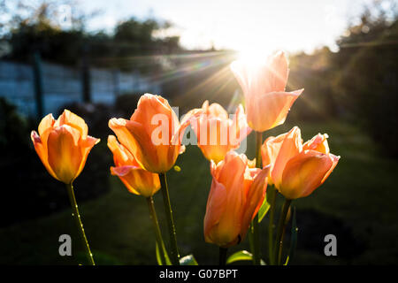 Hucknall,Bretagne,UK:30 avril 2016 tulipes par rétro-éclairé.le coucher de soleil après une journée de pluie,grêle et soleil. Crédit : Ian Francis/Alamy Live News Banque D'Images