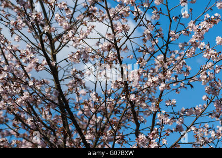 Moscou, Russie. Le 30 avril 2016. Courte saison hanami - le festival de l'écoute du sakura - cerisier japonais et des pruniers - en pleine floraison a commencé à Moscou, la Russie sur les derniers jours d'avril, 2016. Fleur de cerisier Sakura. Crédit : Alex's Pictures/Alamy Live News Banque D'Images