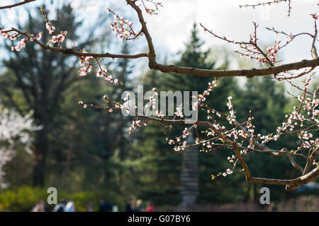 Moscou, Russie. Le 30 avril 2016. Courte saison hanami - le festival de l'écoute du sakura - cerisier japonais et des pruniers - en pleine floraison a commencé à Moscou, la Russie sur les derniers jours d'avril, 2016. Prunus mume, également connu sous le nom de prune chinois ou japonais abricotier en fleur. Crédit : Alex's Pictures/Alamy Live News Banque D'Images